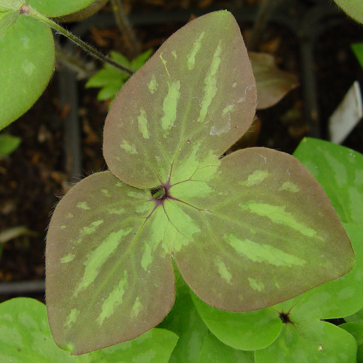 Hepatica acutiloba Qty 24